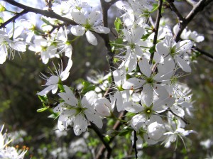 Biancospino - officinali