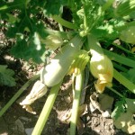 Zucchine