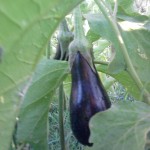 Melanzane