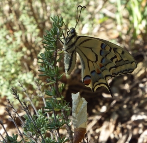 farfalla appena nata