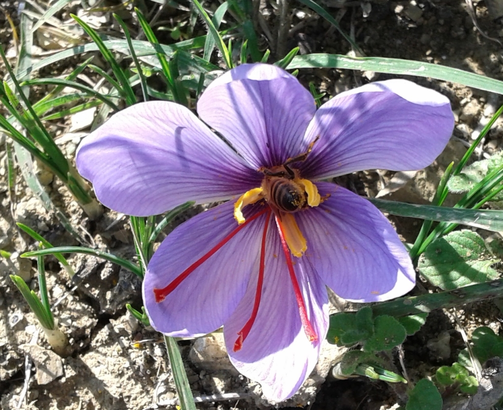 ape su fiore di zafferano