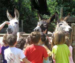 ASINI E BAMBINI