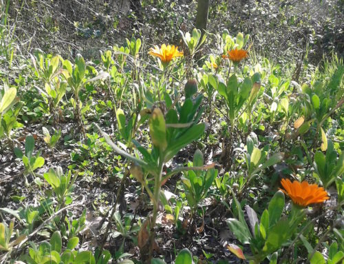 LA CALENDULA: STORIA DI SOLIDARIETA’ CONTADINA