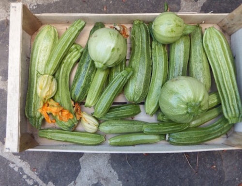 ZUCCHINE IN VENDITA