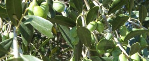 olivo, particolare