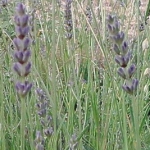 lavanda