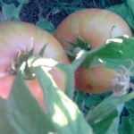 Pomodori nell'orto